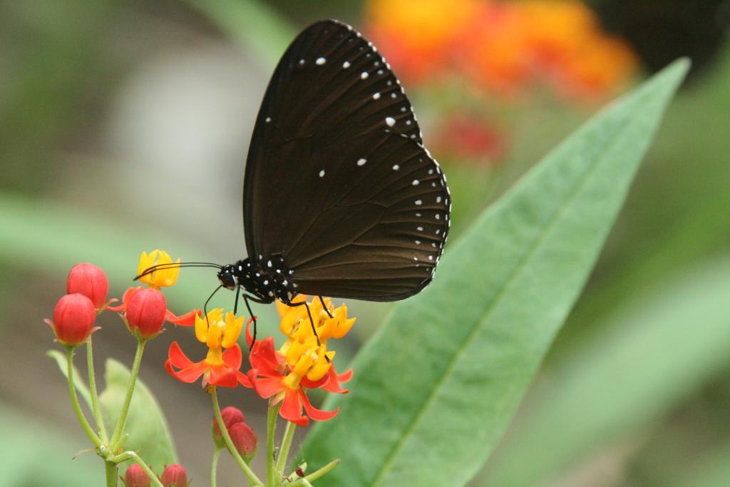 Butterfly B&B Manzhou Esterno foto