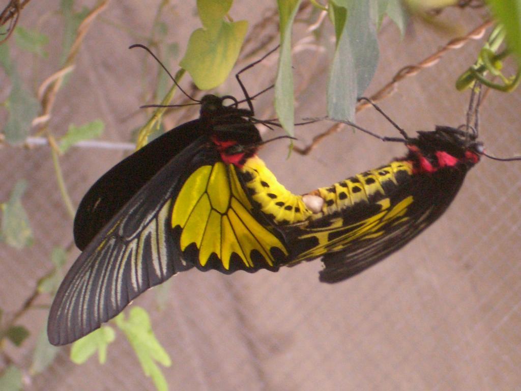 Butterfly B&B Manzhou Esterno foto